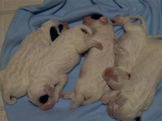 Click for large image