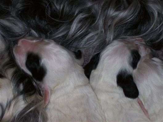 Click for large image