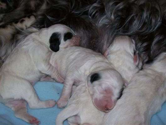 Click for large image