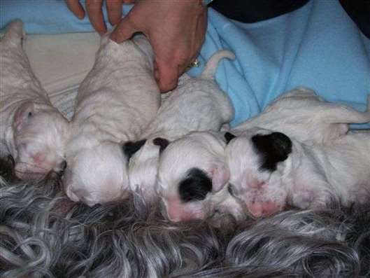 Click for large image