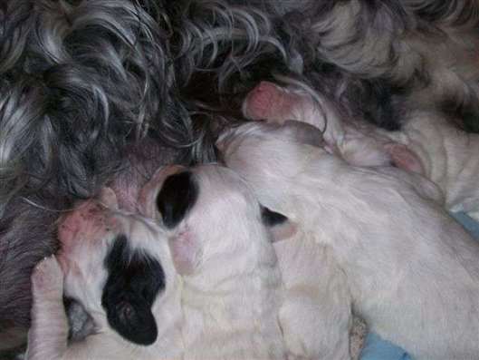 Click for large image