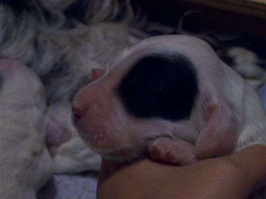 Click for large image