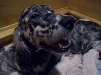 Click for large image