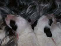 Click for large image