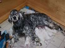 Click for large image