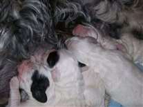 Click for large image