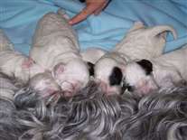 Click for large image