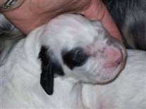 Click for large image