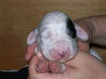 Click for large image