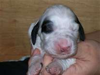 Click for large image