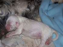 Click for large image