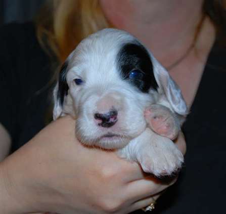 Click for large image