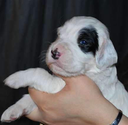 Click for large image