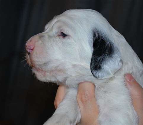 Click for large image