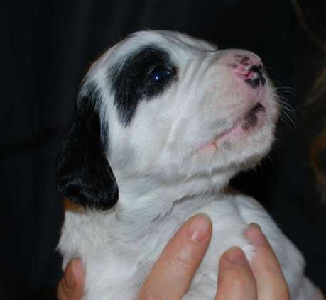 Click for large image