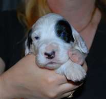 Click for large image