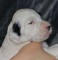 Click for large image