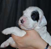 Click for large image