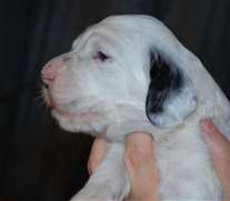 Click for large image