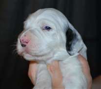 Click for large image