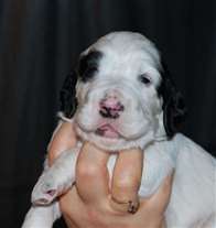 Click for large image