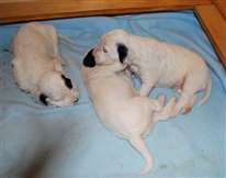 Click for large image