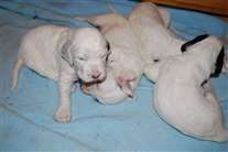 Click for large image