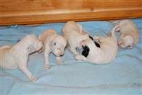 Click for large image