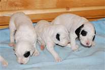 Click for large image