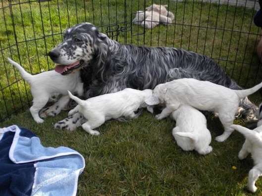 Click for large image