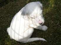 Click for large image