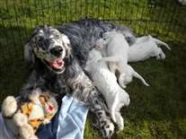 Click for large image