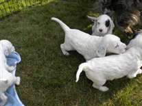 Click for large image