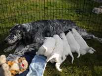 Click for large image