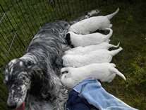 Click for large image