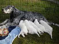 Click for large image