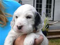 Click for large image