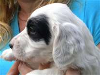 Click for large image