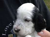 Click for large image