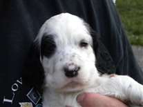 Click for large image