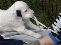 Click for large image