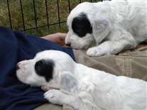 Click for large image