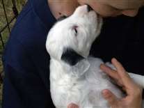 Click for large image