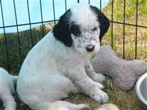 Click for large image