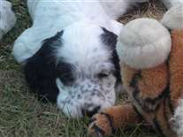 Click for large image