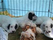 Click for large image