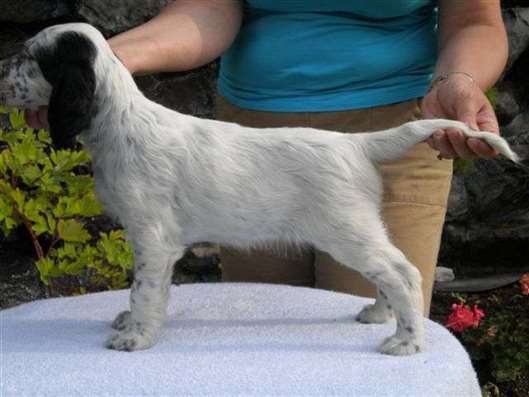 Click for large image