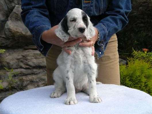 Click for large image