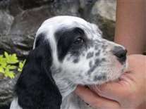 Click for large image