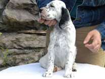 Click for large image